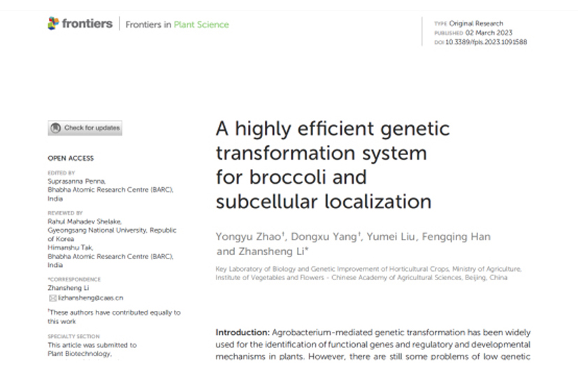 The construction of highly efficient and genotype-independent genetic transformation system based in broccoli