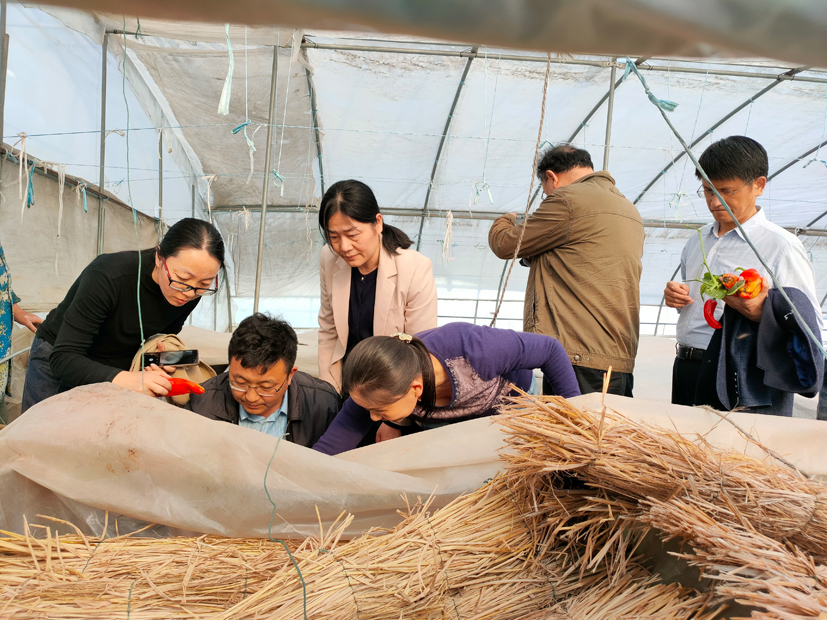 蔬菜产业专家团赴和县指导蔬菜生产3.jpg