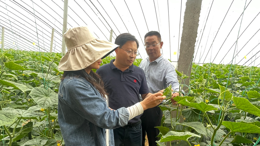 蔬菜产业专家团在寿光市孙集镇指导黄瓜生产.jpg
