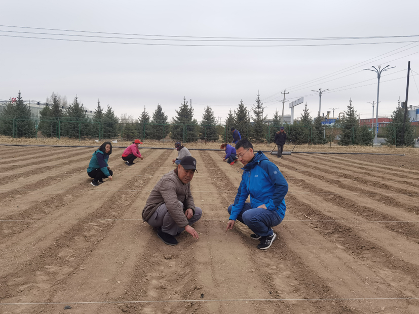蔬菜产业专家团在乌兰察布工作站指导胡萝卜播种.jpg