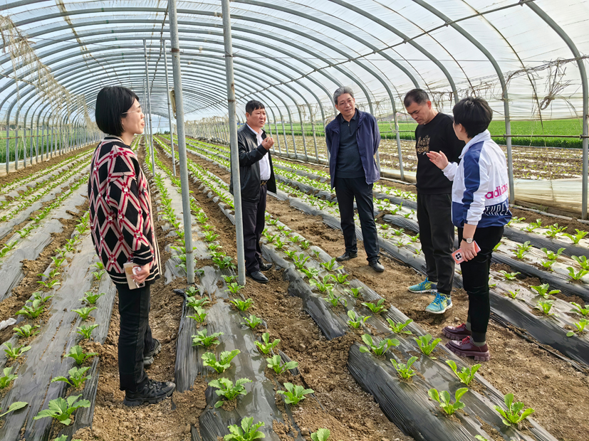 蔬菜产业专家团到玉田县指导春白菜生产.jpg